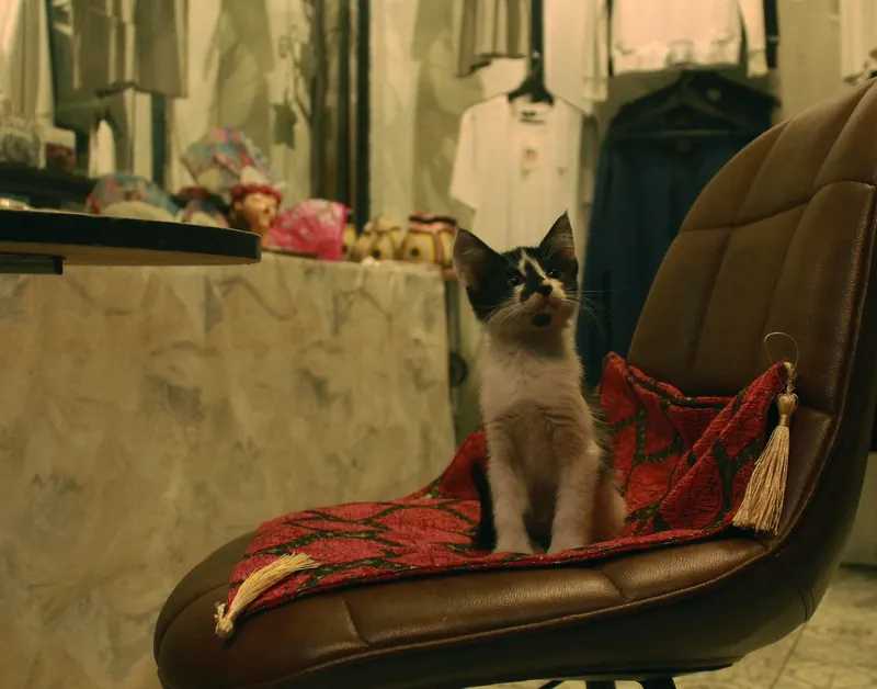 Gato sentado en una silla con una manta bordada.