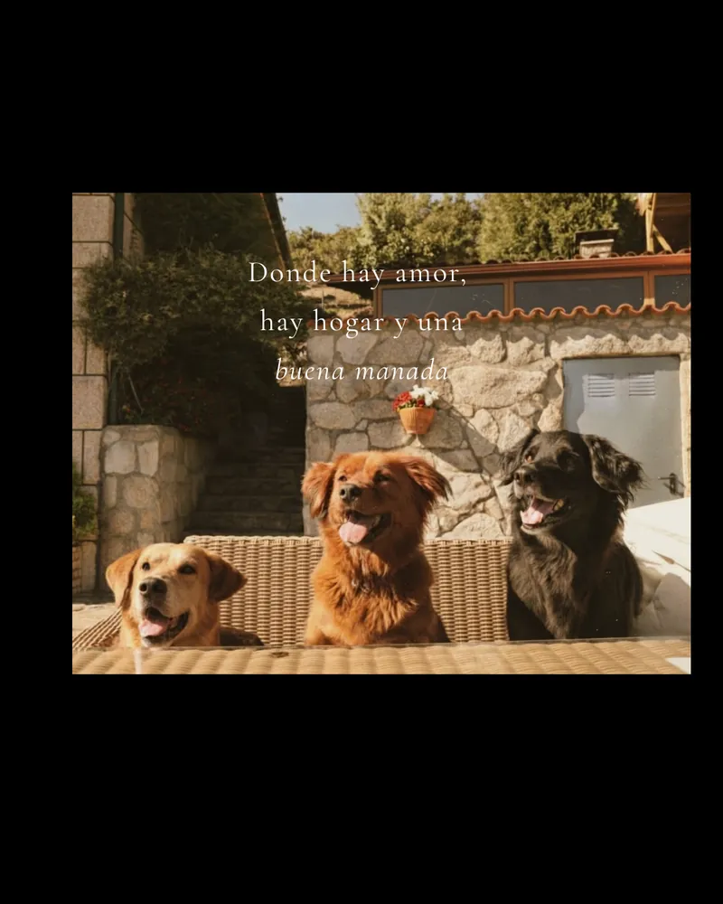 Donde hay amor, hay hogar y una buena manada, sobre los tres perros de la casa.