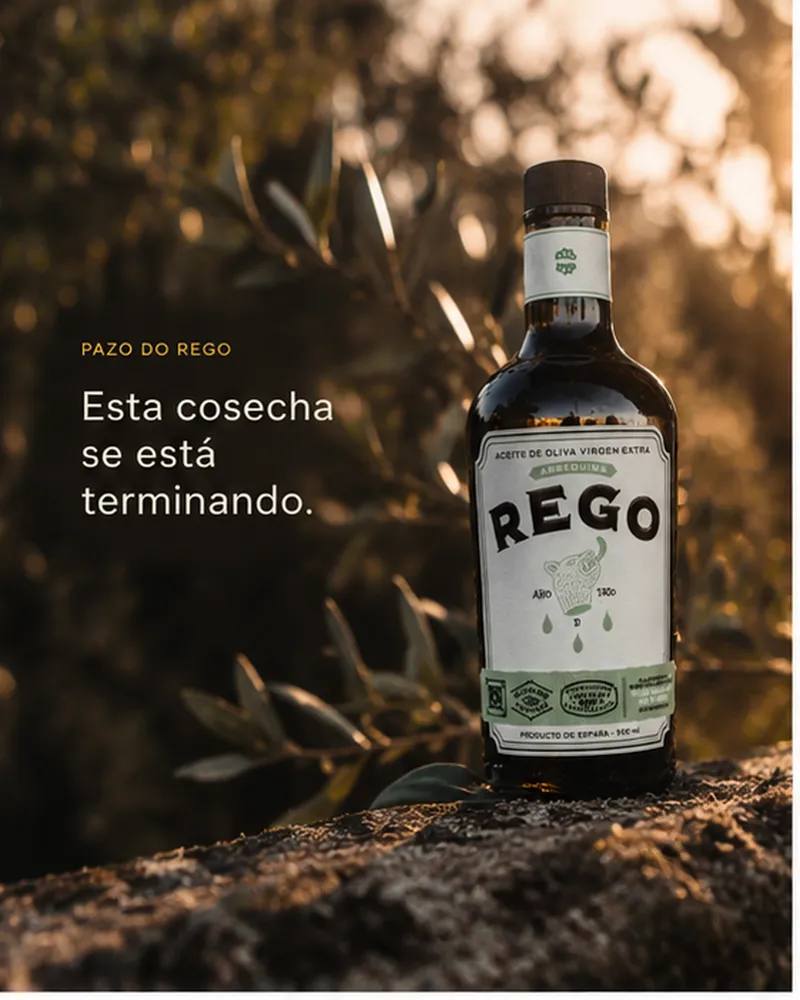Esta cosecha se está terminando, junto a una botella de REGO entre ramas de olivo a contraluz.
